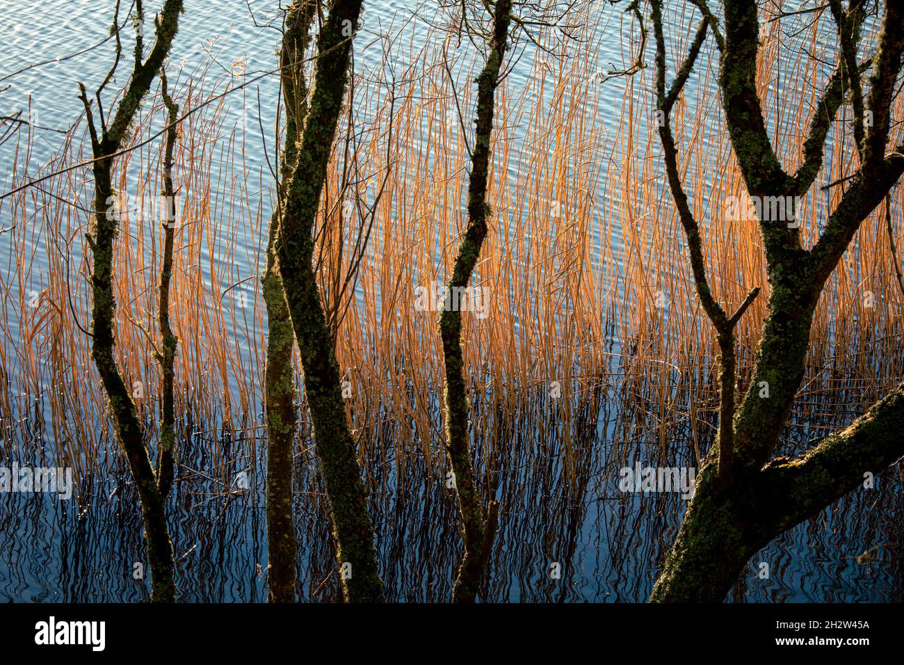 Phragmites australis, Common Reed amongst trees at Slapton Ley in South Devon Stock Photo