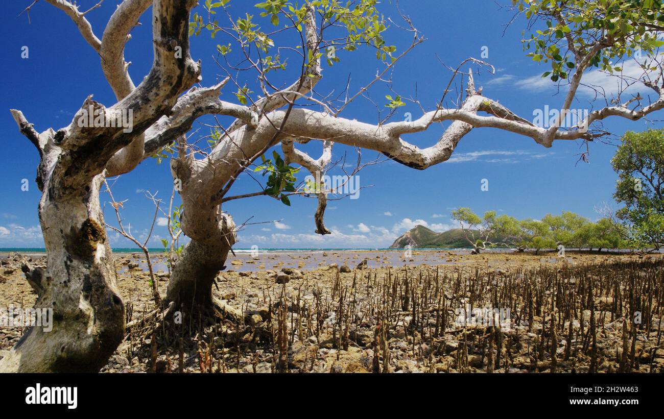 Mangroves in new Caledonia Stock Photo