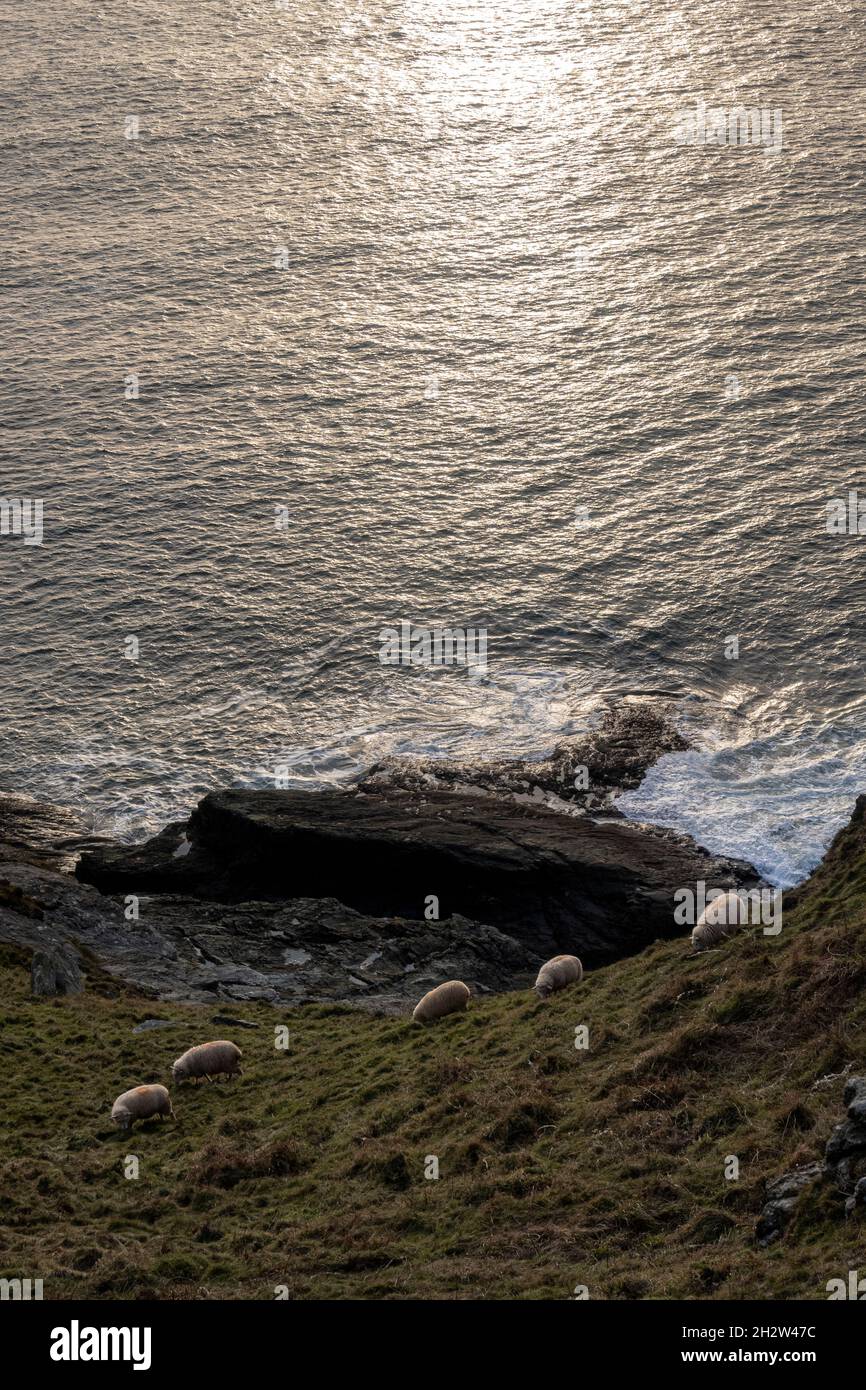 Sheep on cliffs at Prawle Point, near East Prawle, Devon Stock Photo