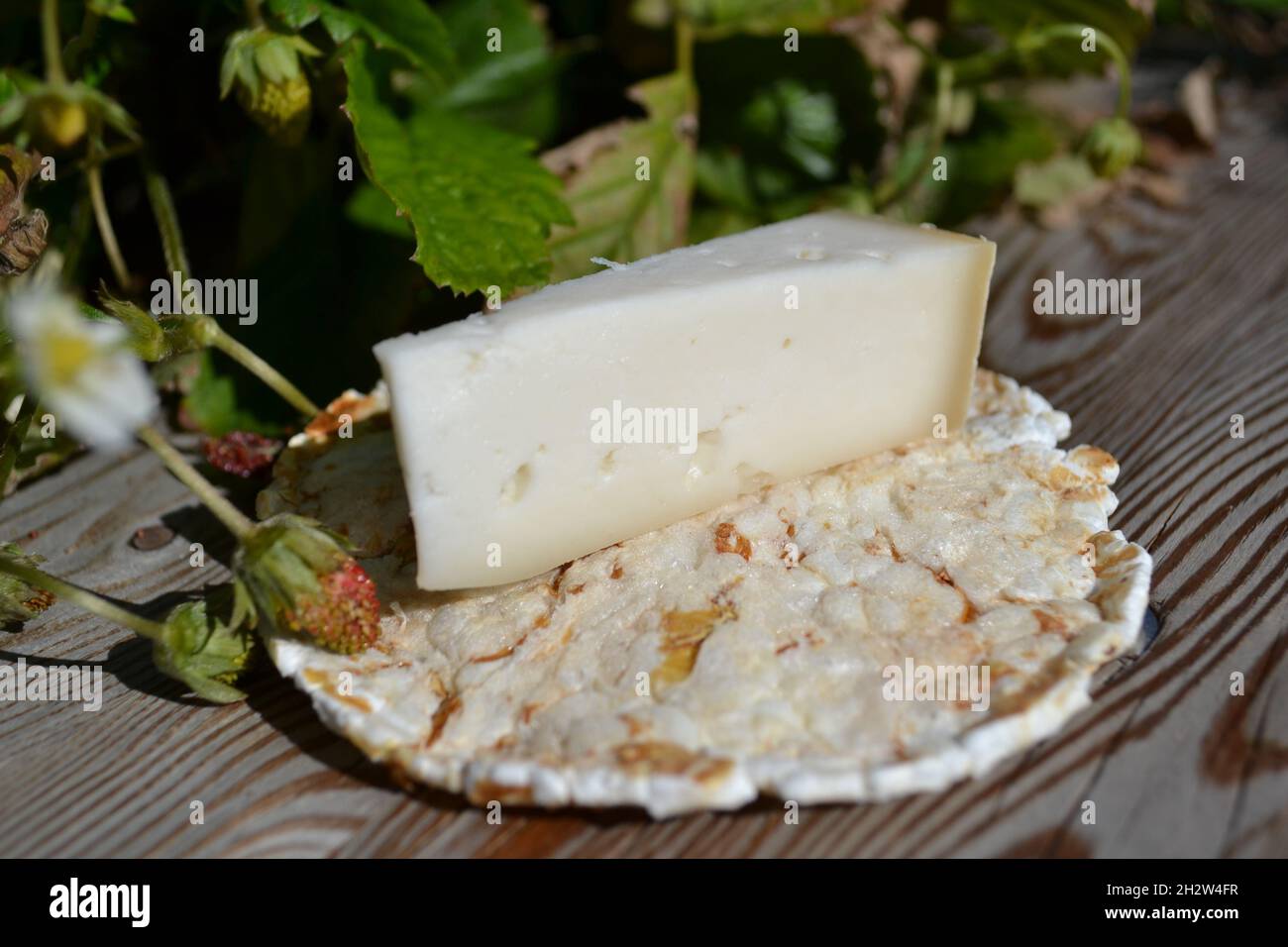 Piece of Italian Hard Cheese Placed on a Rice Biscuit on a Wooden Board with a Nice Pattern of the Wood Texture with Strawberry Plants Behind. Stock Photo