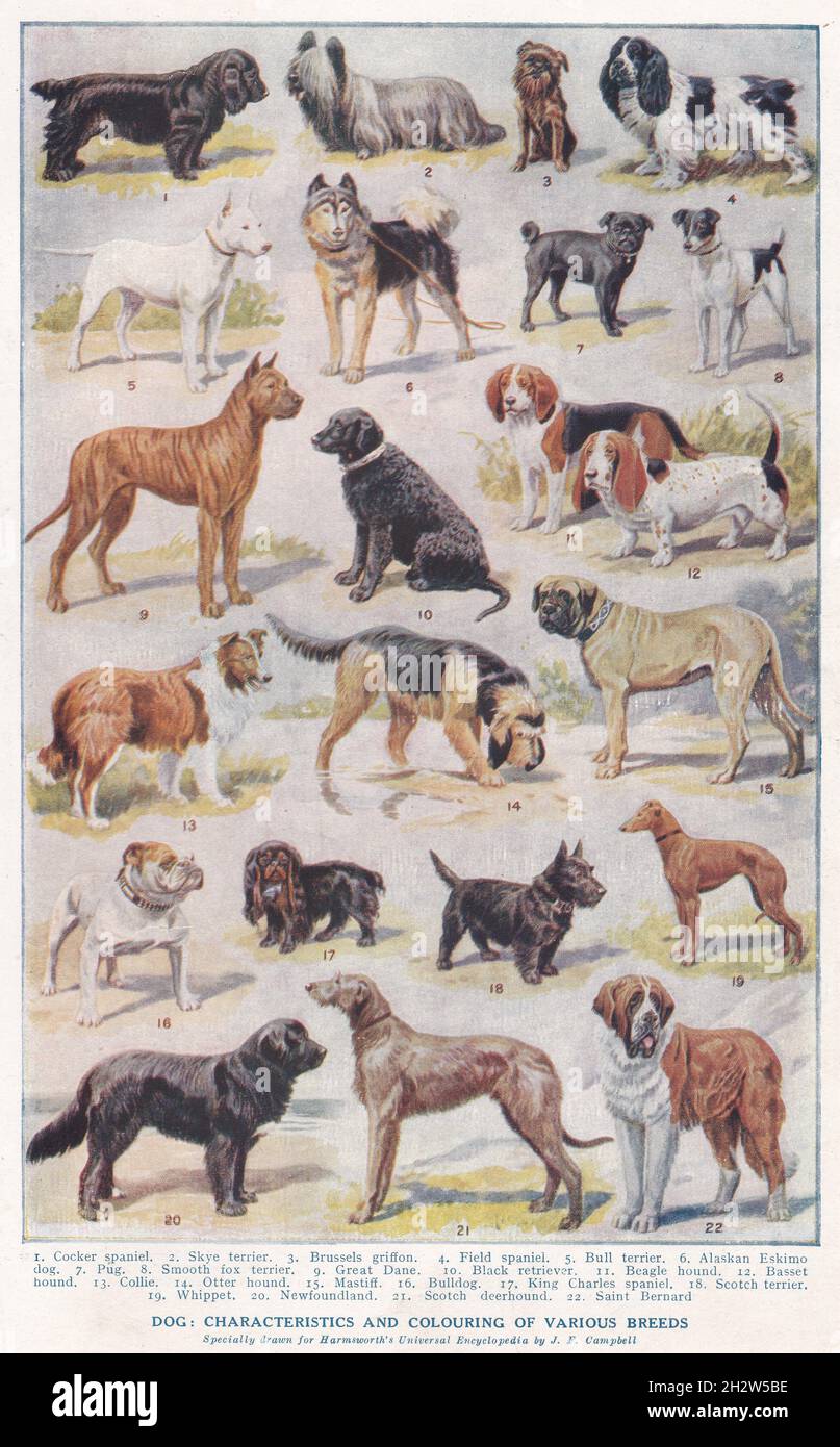 Vintage illustrations of Dog - Characteristics and colouring of various breeds 1930s. Stock Photo