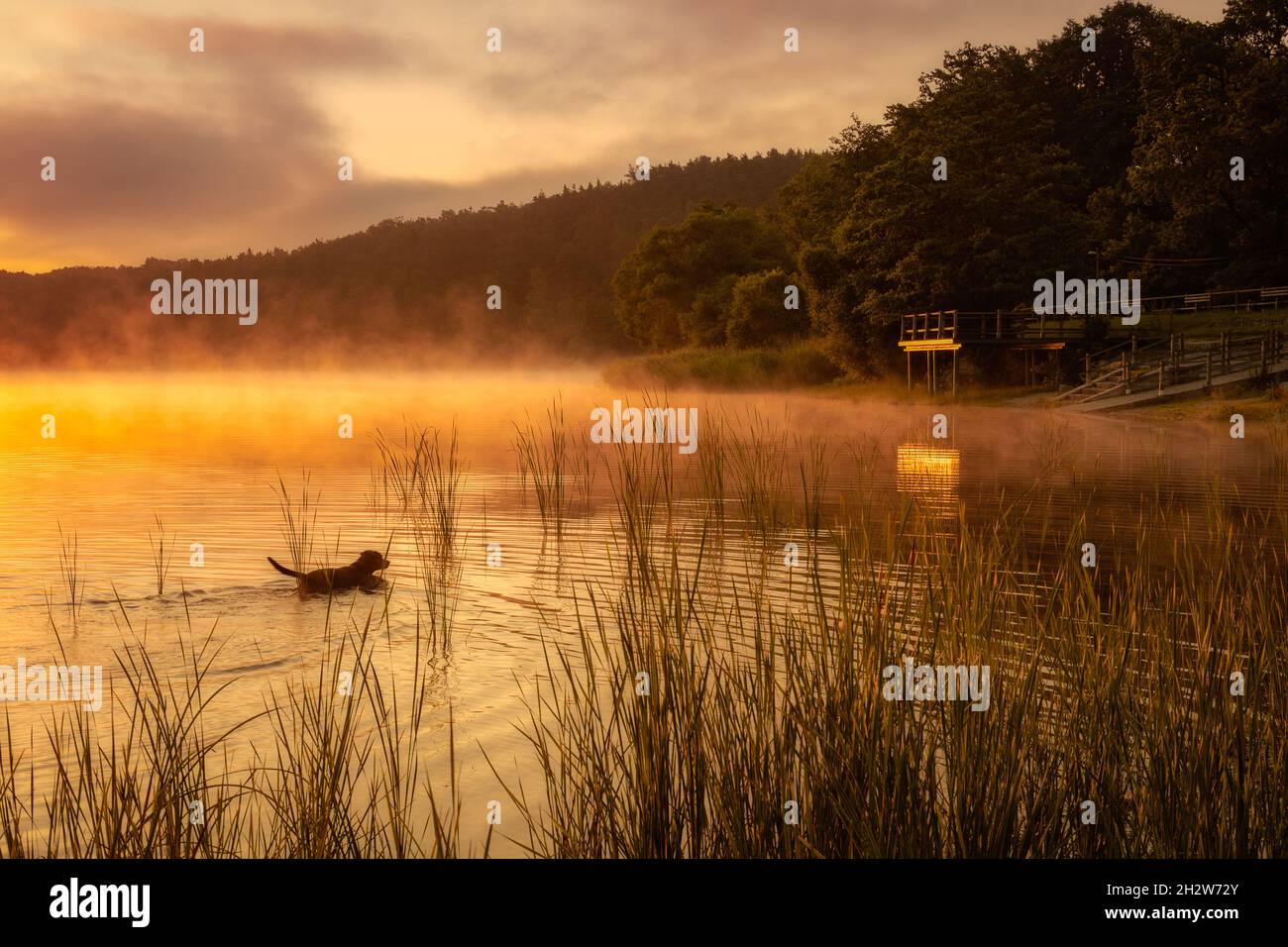 Hunting dog searching for ducks in pond at sunrise Stock Photo