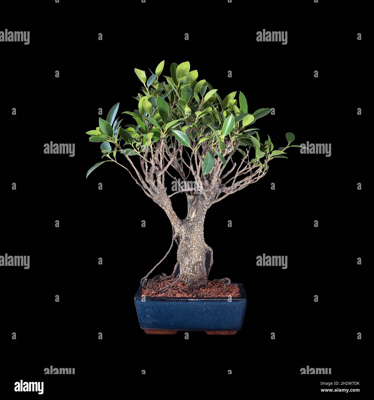 banyan fig bonsai over dark background (Ficus microcarpa) Stock Photo