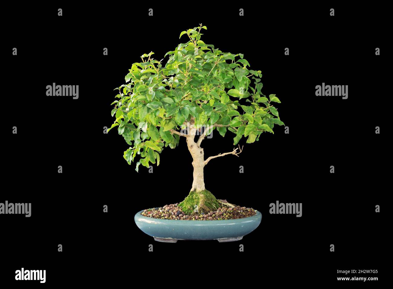 chinese privet bonsai isolated over dark background ( Ligustrum sinense ), poted in a ceramic glazed japanese bowl Stock Photo