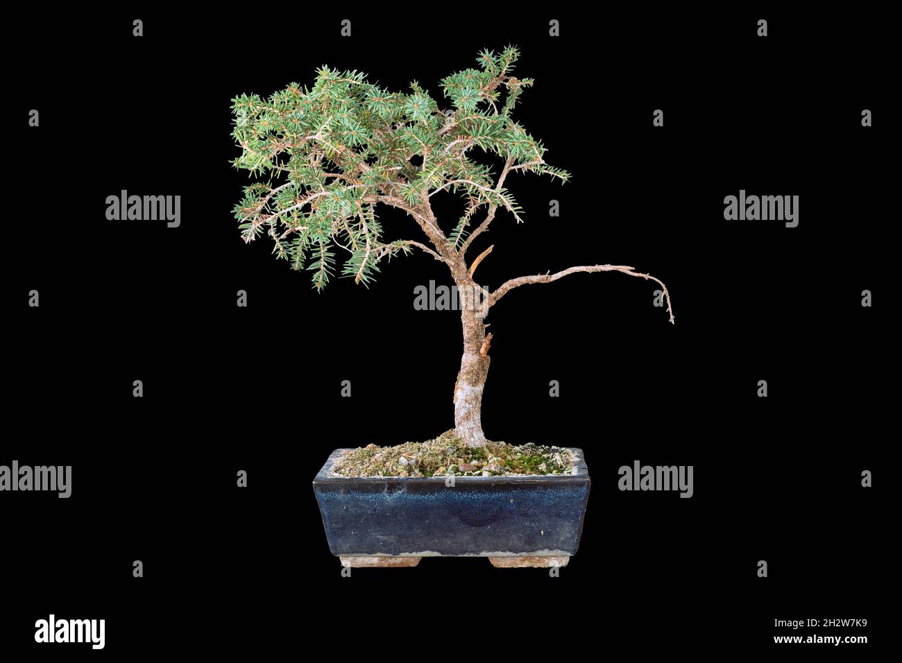 spruce bonsai isolated over dark background (Piecea abies) Stock Photo