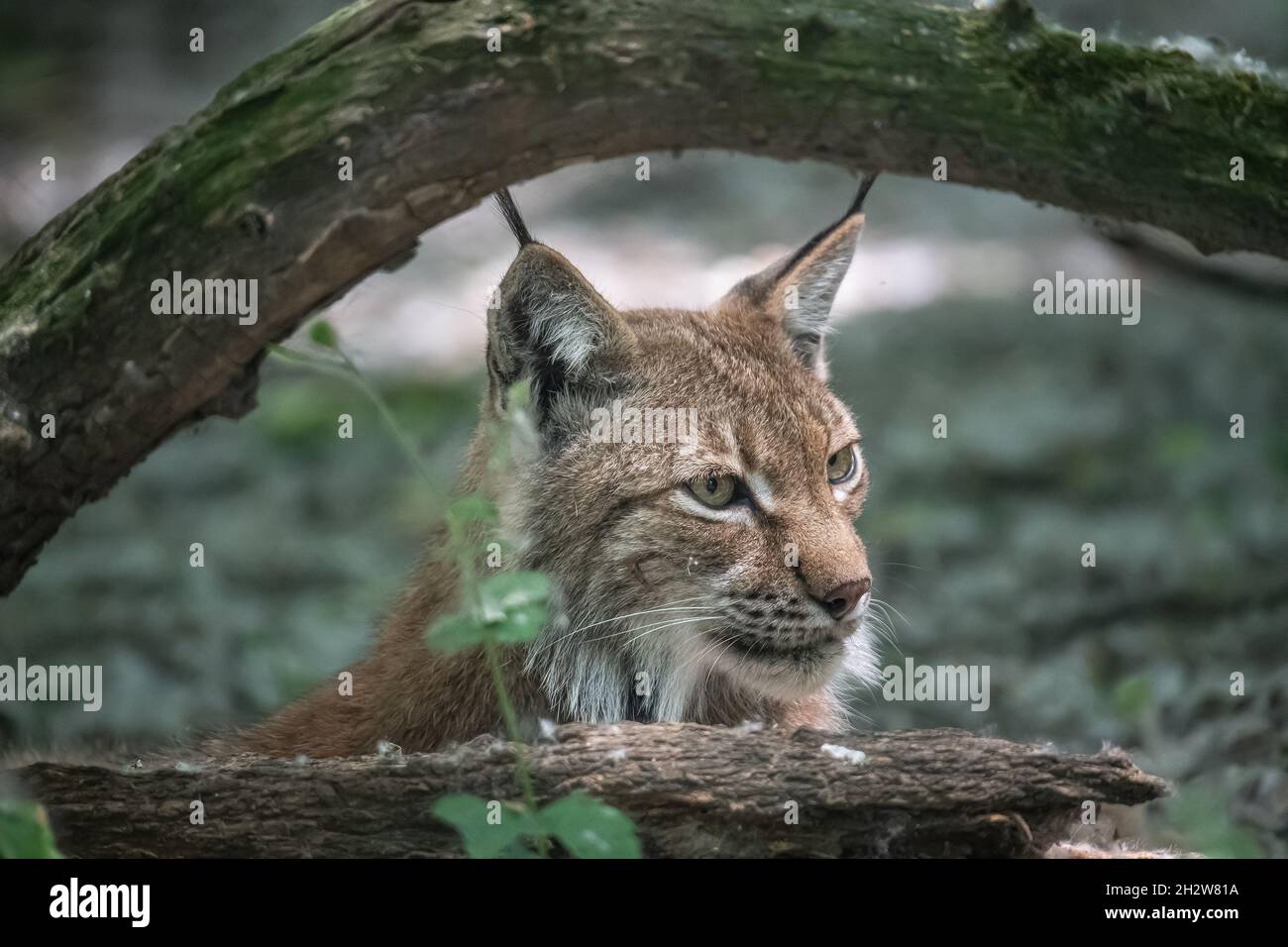 Closeup of Eurasian lynx (Lynx lynx) in its natural habitat Stock Photo ...