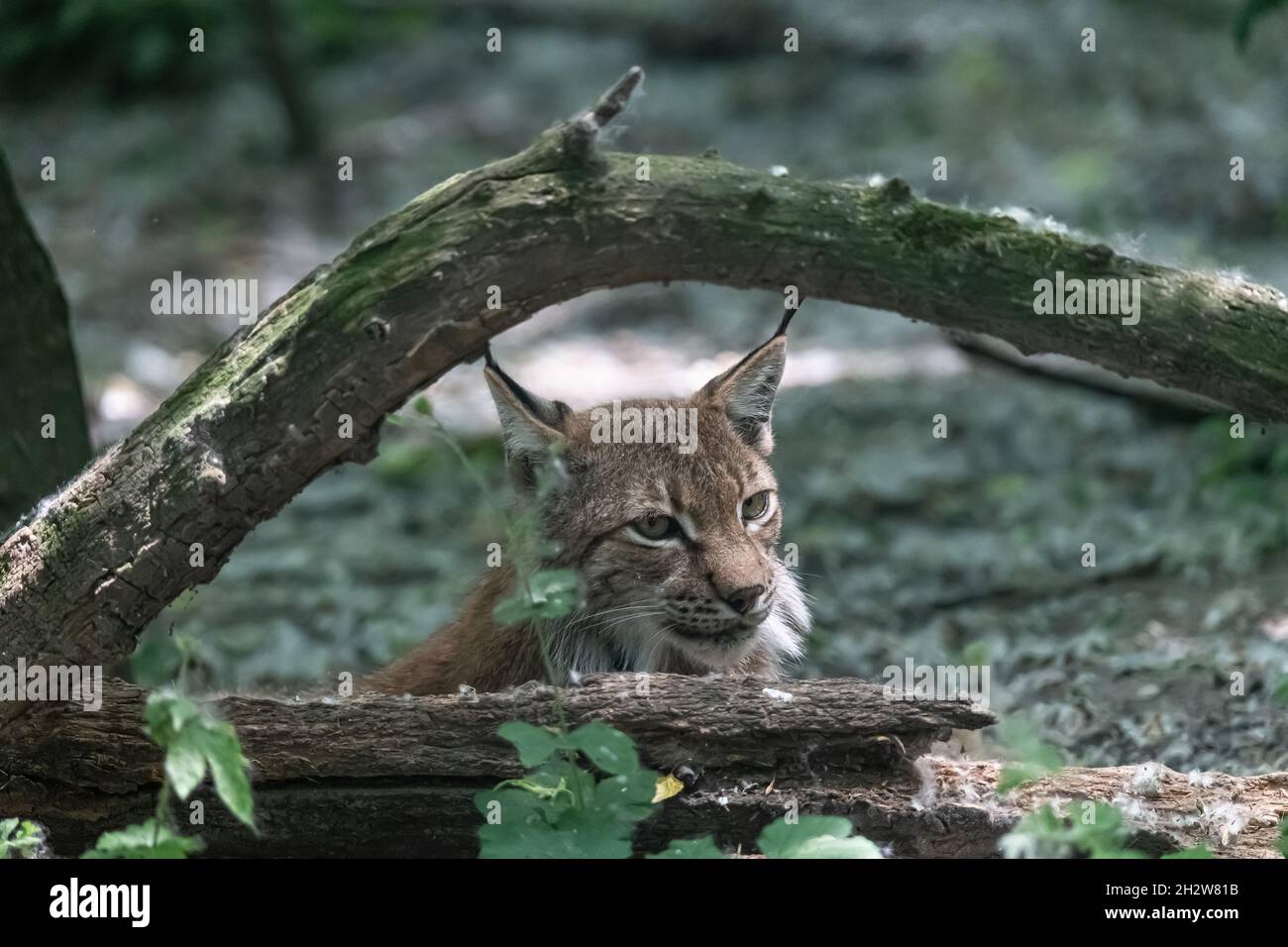 Closeup of Eurasian lynx (Lynx lynx) in its natural habitat Stock Photo ...
