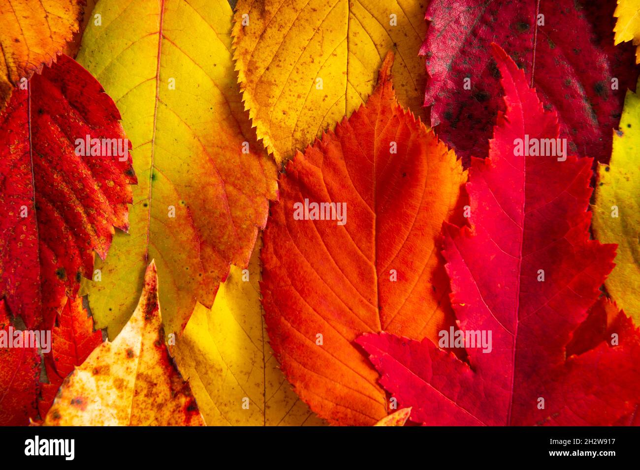 Different colored autumn leaves Stock Photo