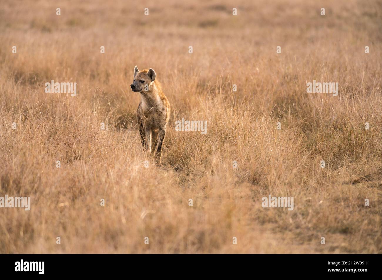 Spotted Hyena (Hyaenidae) standing in tall grass, Maasai Mara, Kenya Stock Photo