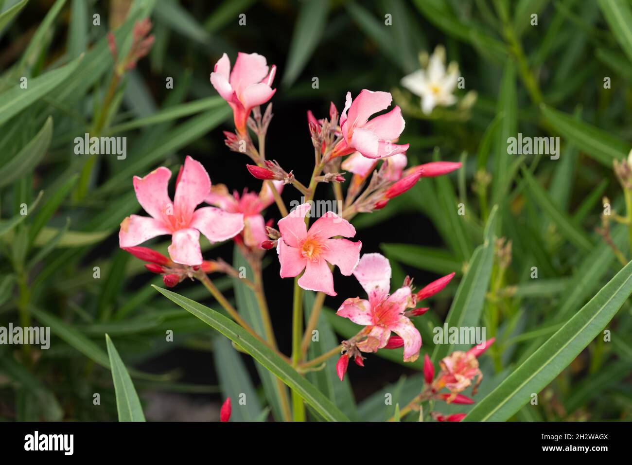 Nerium oleander blooming flowers, family: Apocynaceae Stock Photo