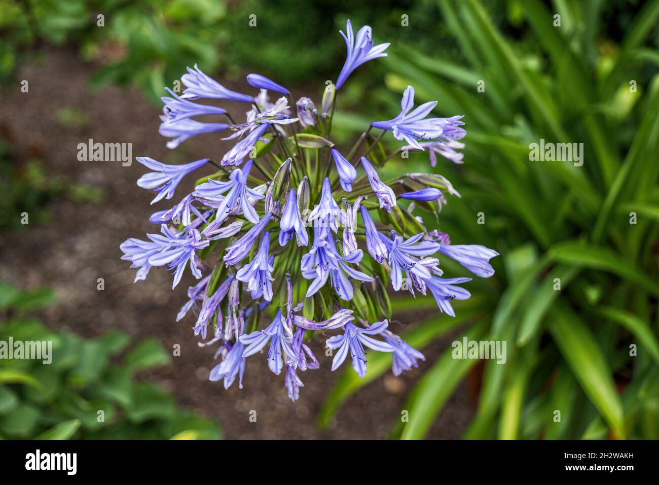 Agapanthus praecox flower, blue lily or African lily, plant in the family: Amaryllidaceae, region: South Africa. Stock Photo