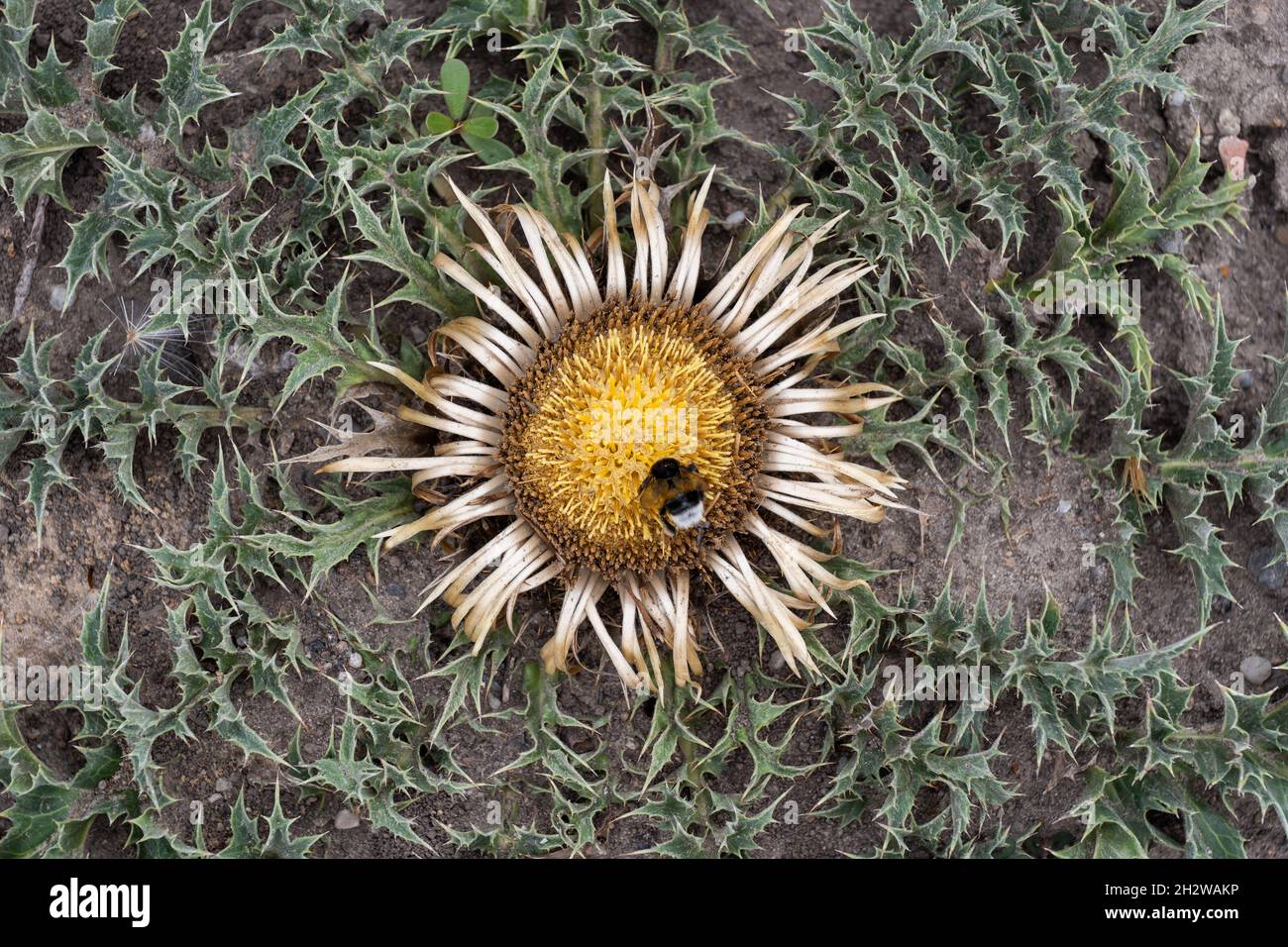 Carlina acanthifolia Carline thistle flower with bumblebee, perennial herb in the family: Asteraceae. Stock Photo