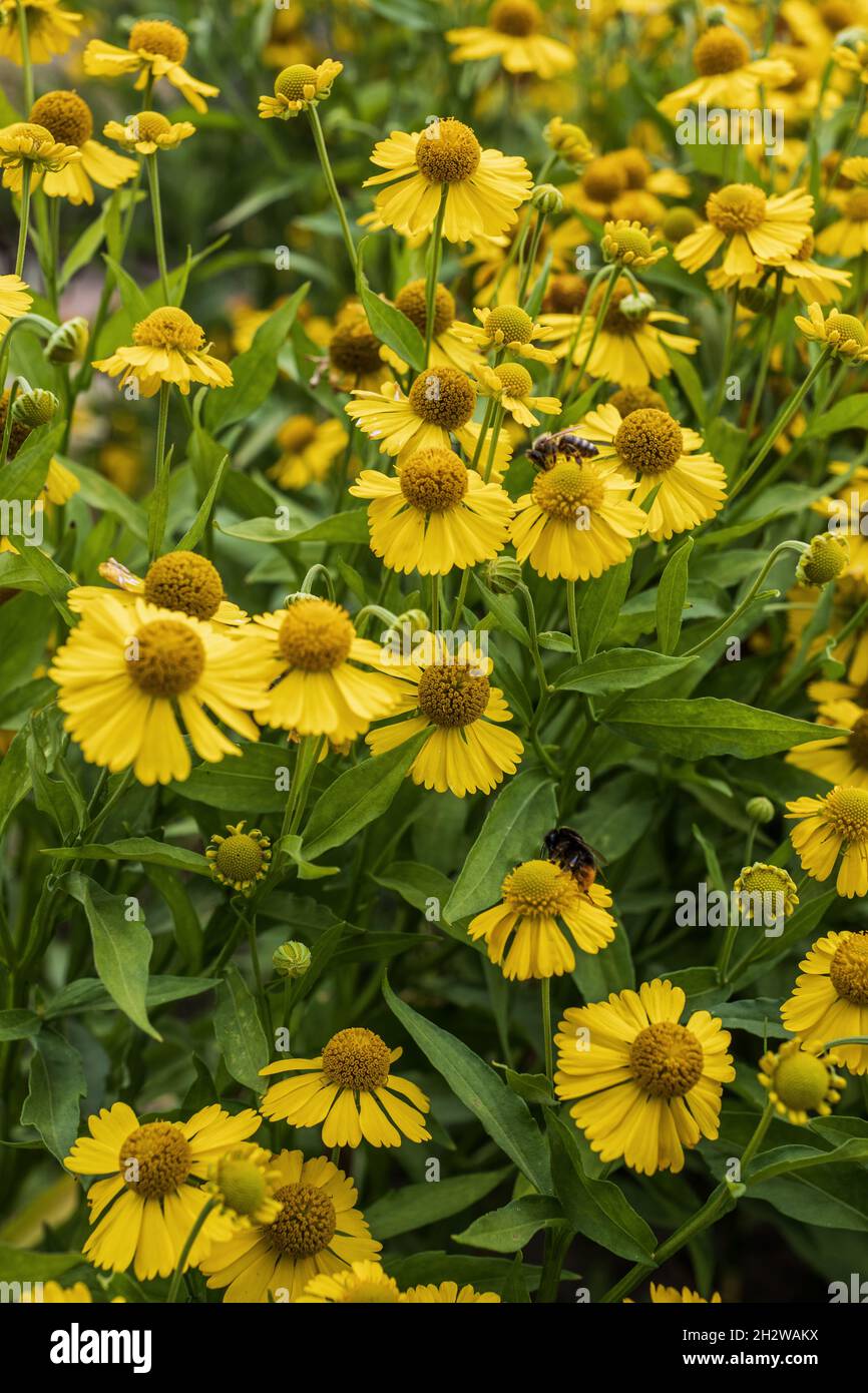 Helenium autumnale sneezeweed yellow flowers, perennial herb in the family: Asteraceae, region: North America. Stock Photo