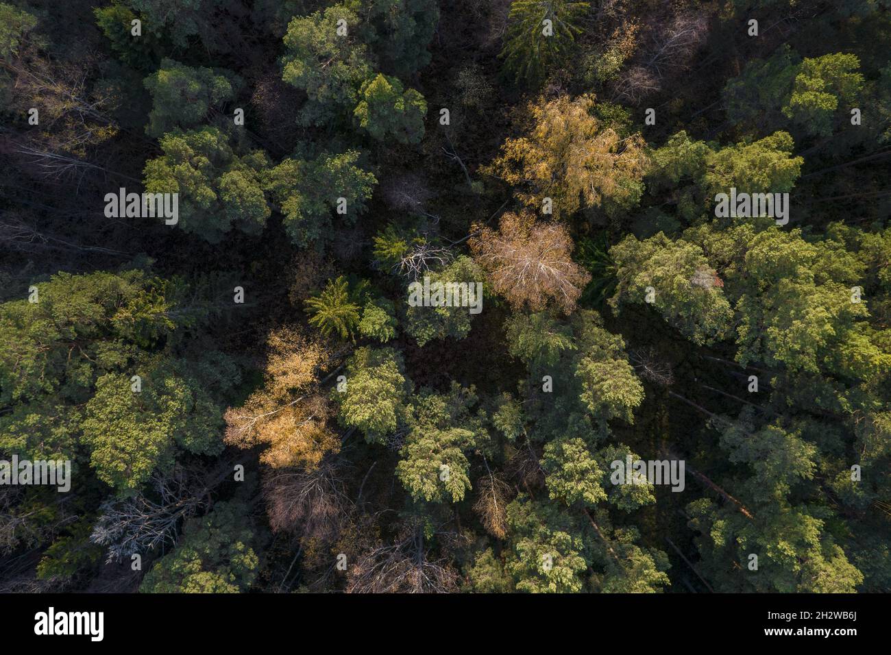 Directly above aerial drone full frame shot of green emerald pine forests  and yellow foliage groves