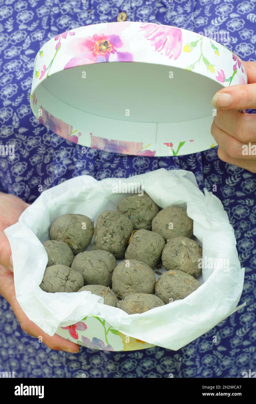 Seed balls in gift box. Gardener with homemade flower seed balls made