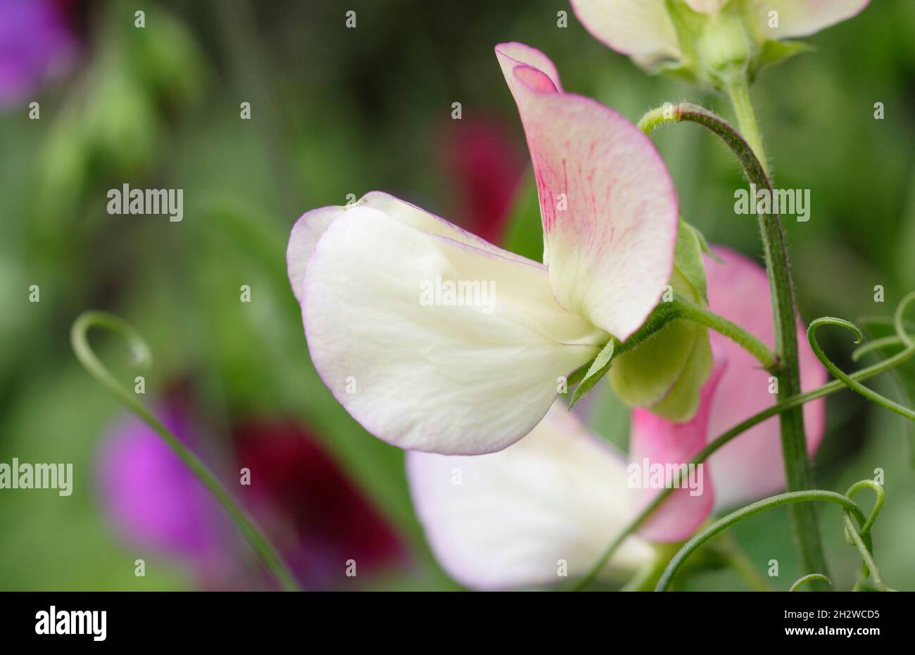 Sweet pea Spanish Dancer. Lathyrus odoratus 'Spanish Dancer' sweet peas