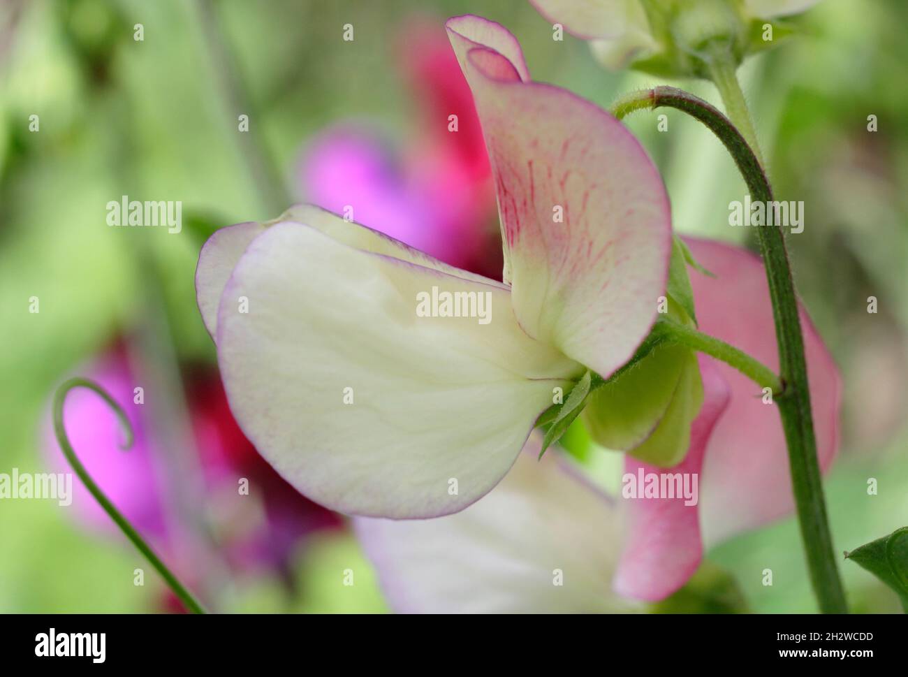 Sweet pea Spanish Dancer. Lathyrus odoratus 'Spanish Dancer' sweet peas growing in an English garden. Summer. UK Stock Photo