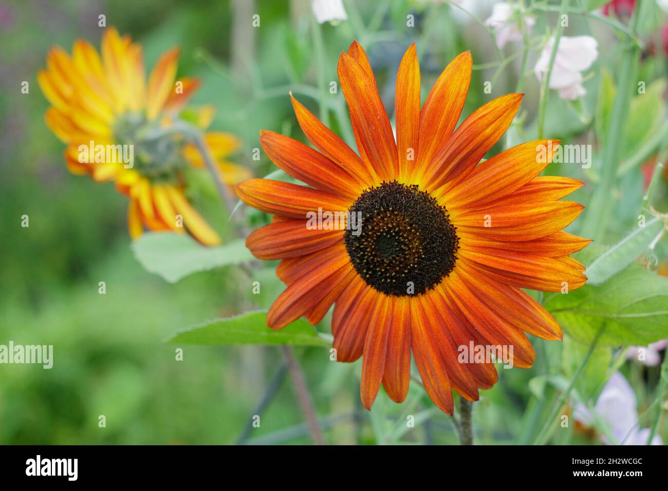 'Earthwalker' sunflower growing in a summer garden. Helianthus annuus 'Earthwalker'. UK Stock Photo