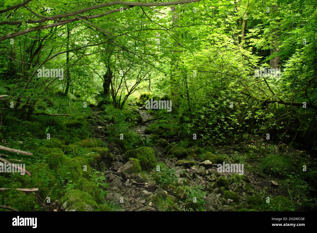 Monk's Dale, Peak District, Derbyshire. Steep sided gorge dominated by a long, damp, wild wood near Buxton. Wild limestone gorge. Stock Photo