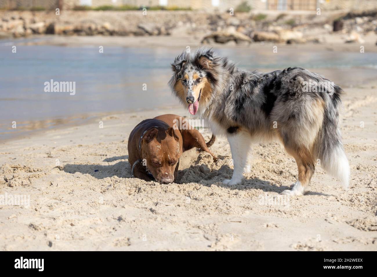 Two dogs play at the beach Stock Photo - Alamy