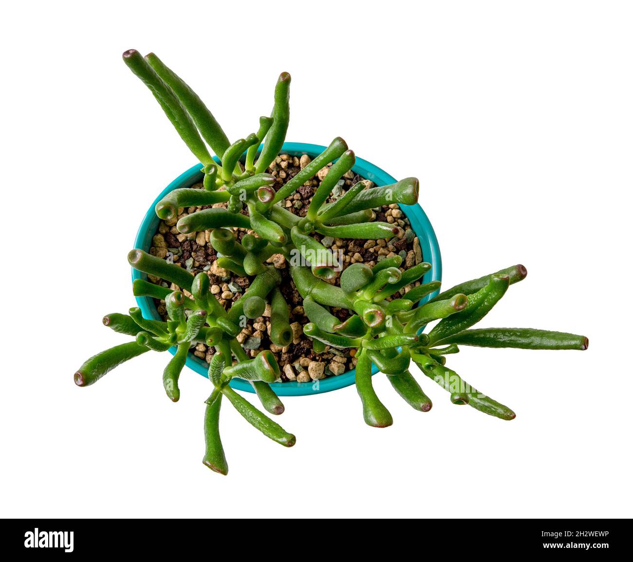 Crassula ovata Gollum Jade grows in an oval turquoise plastic flower pot. Potted succulent with unusual tubular leaves isolated on a white background. Stock Photo