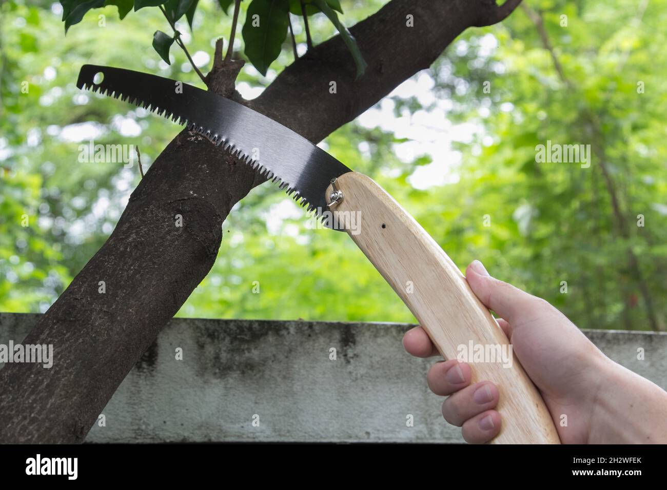 Man hand sawing tree branch by folding garden saw, gardening tool Stock Photo