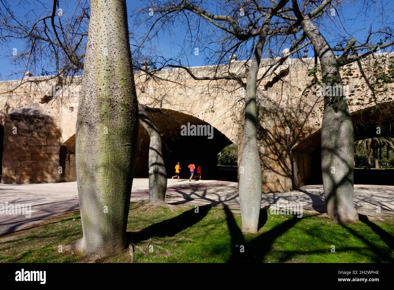 Valencia Turia park Silk Floss Trees Ceiba speciosa Growing in Former River bed City Turia Gardens Valencia Bridge Pont del Serrans Jardín del Turia Stock Photo