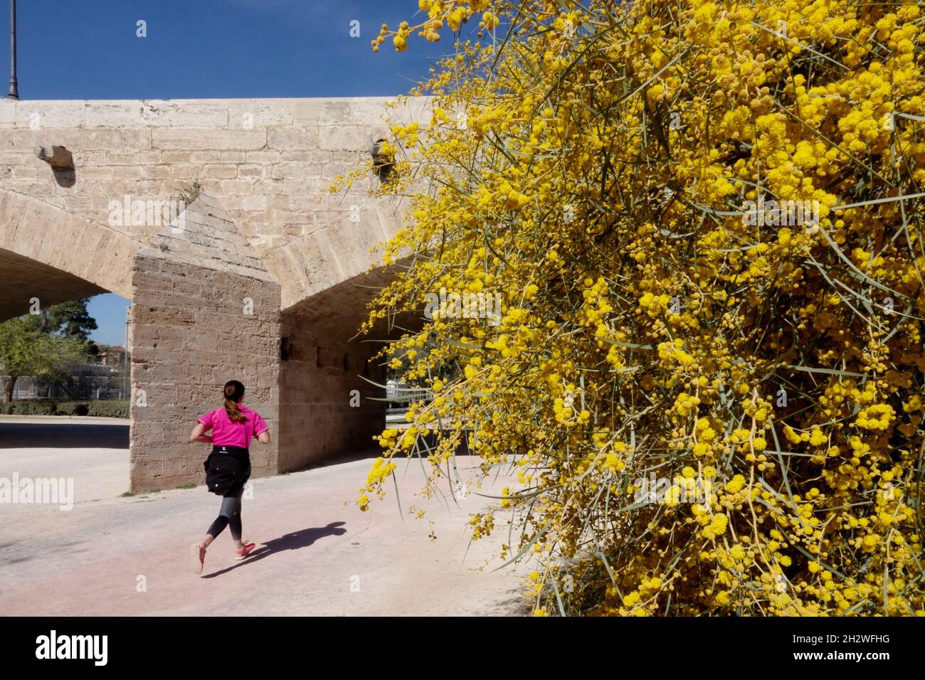 Woman running away healthy lifestyle Spain Valencia Turia gardens at Valencia bridge Pont de la Trinitat Spring Spain Stock Photo