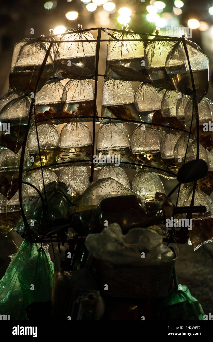 Aquarium fishes in the nilon Stock Photo - Alamy