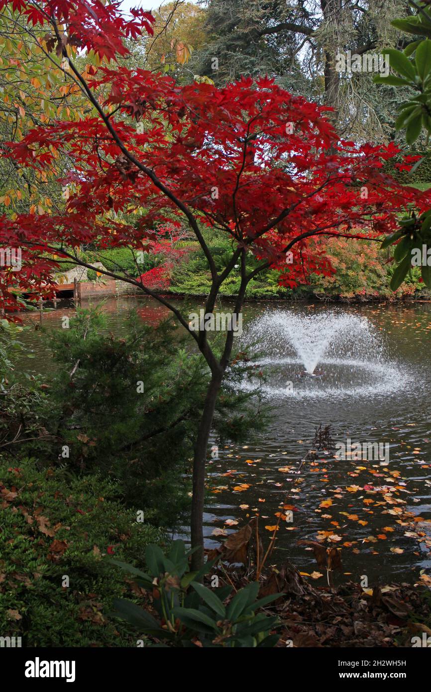 Autumn scenes in the Dingle, Shrewsbury Stock Photo