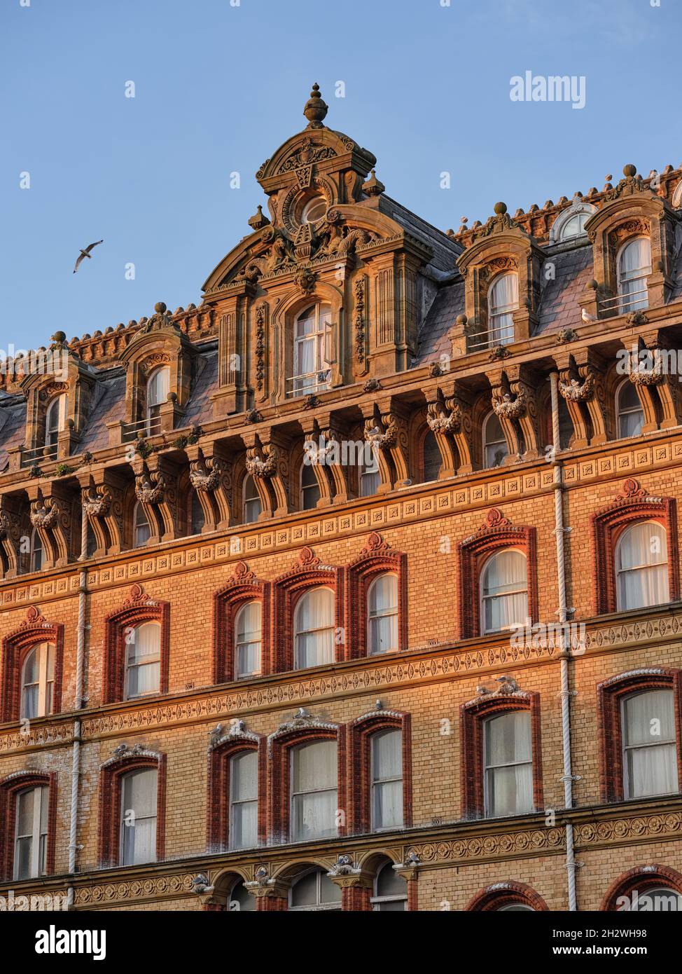 Kittiwakes nesting on the Grand Hotel a large hotel in Scarborough, North Yorkshire, England, overlooking South Bay. North Riding seaside resort UK. Stock Photo