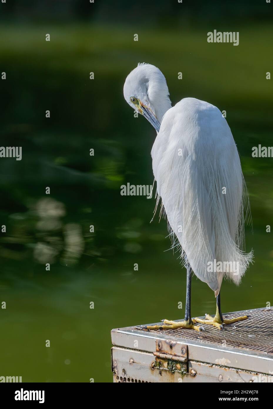 Small Egret cleaning its feathers in a lake Stock Photo
