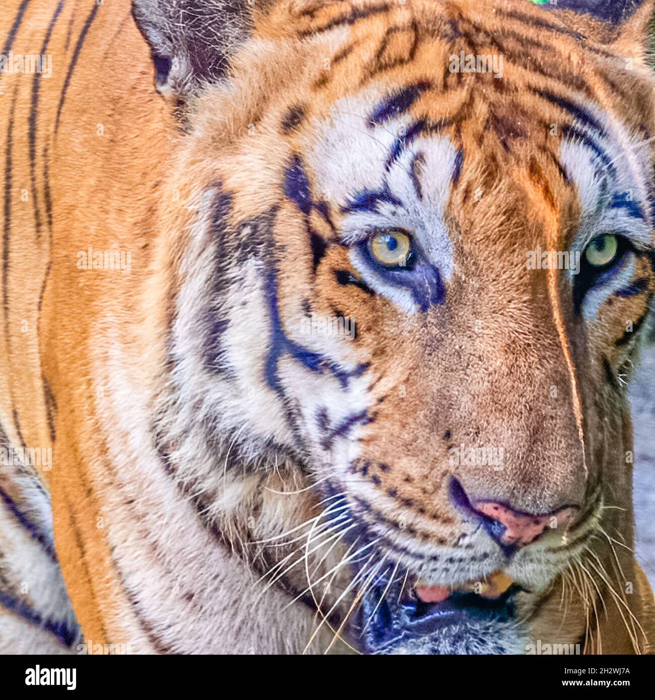 Tiger a close up with eyes wide open Stock Photo