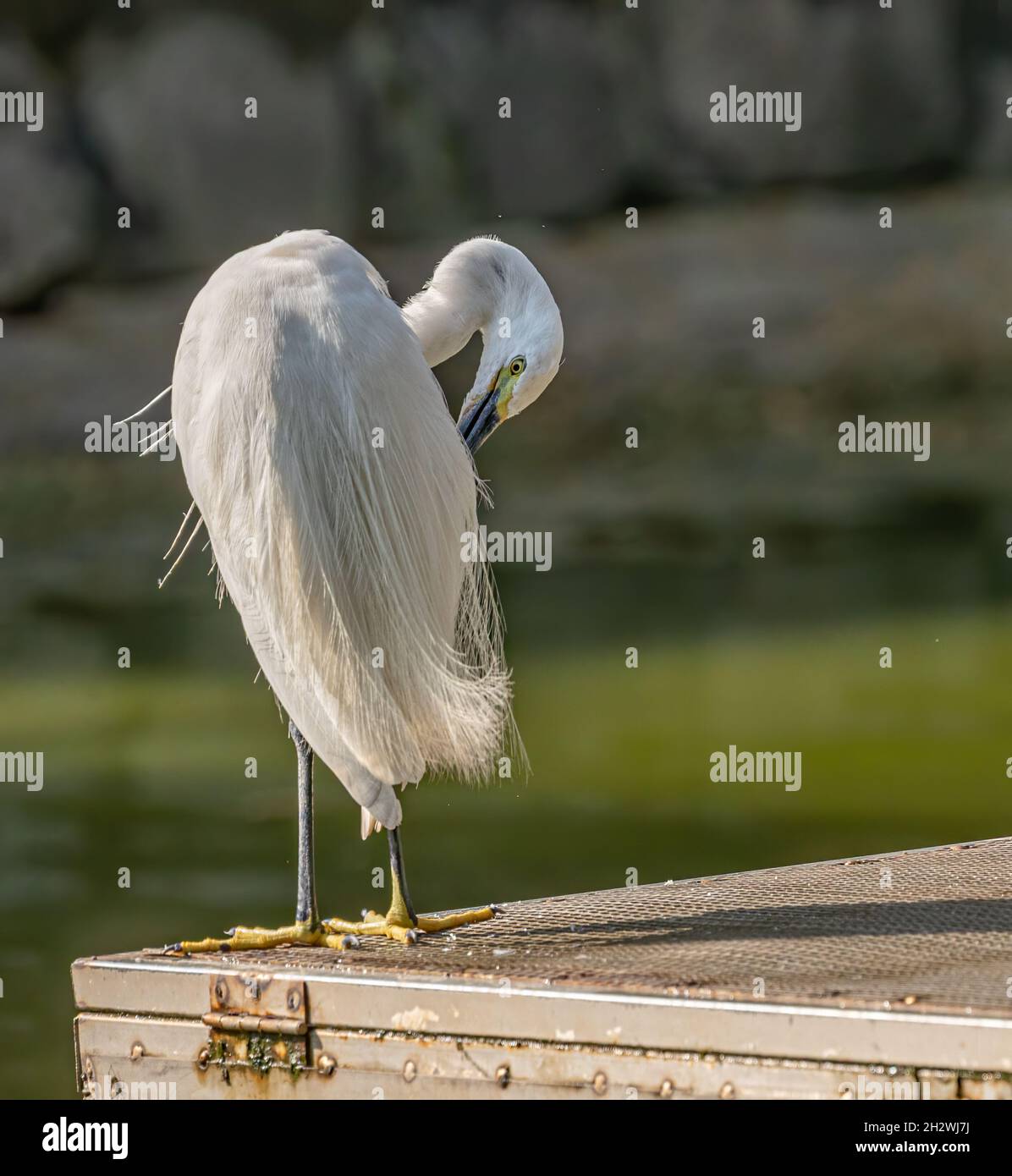 Small Egret in a lake cleaning its fur Stock Photo