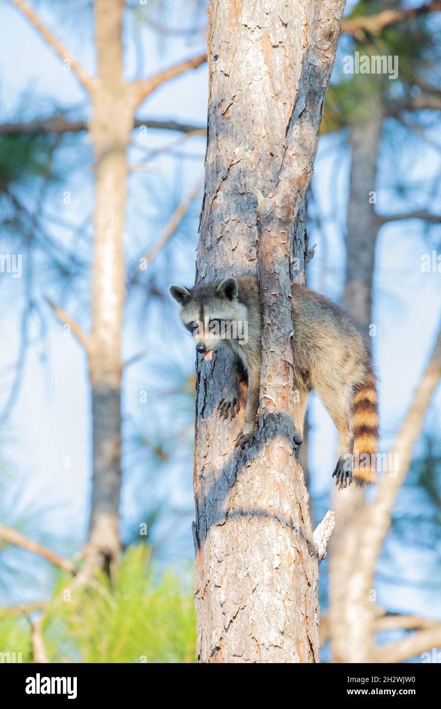 A common raccoon wedged between a branch and tree trunk with its tongue sticking out in St. Augustine, Florida. Stock Photo