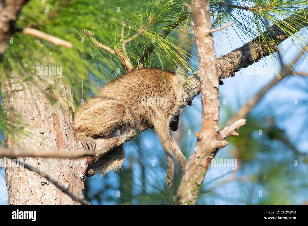 A common raccoon sleeping on a branch of a pine tree in St. Augustine, Florida. Stock Photo
