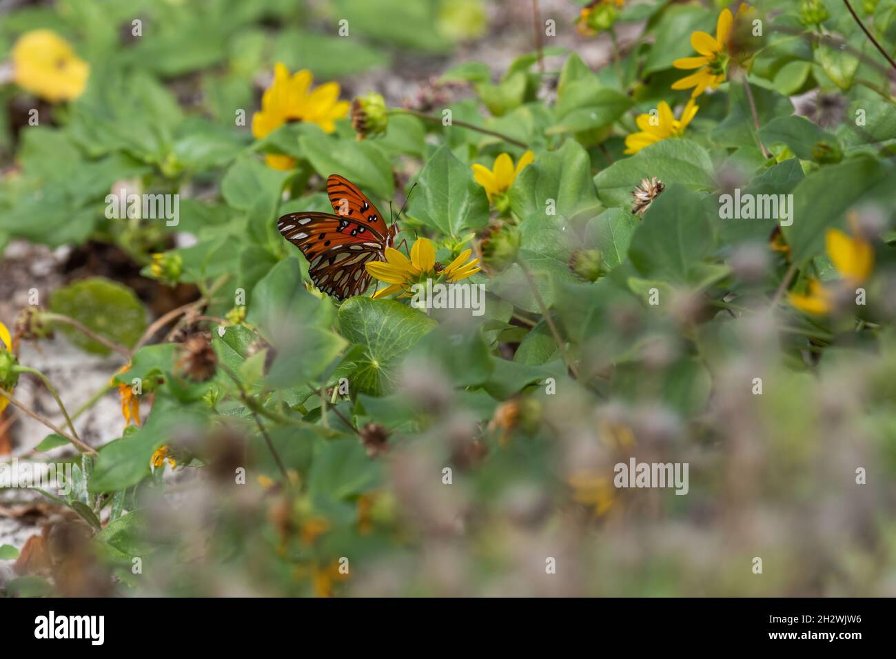 A gulf fritillary (Dione vanillae) butterfly on the blosoom of a beach sunflower (Helianthus debilis) in South Ponte Vedra, Florida. Stock Photo