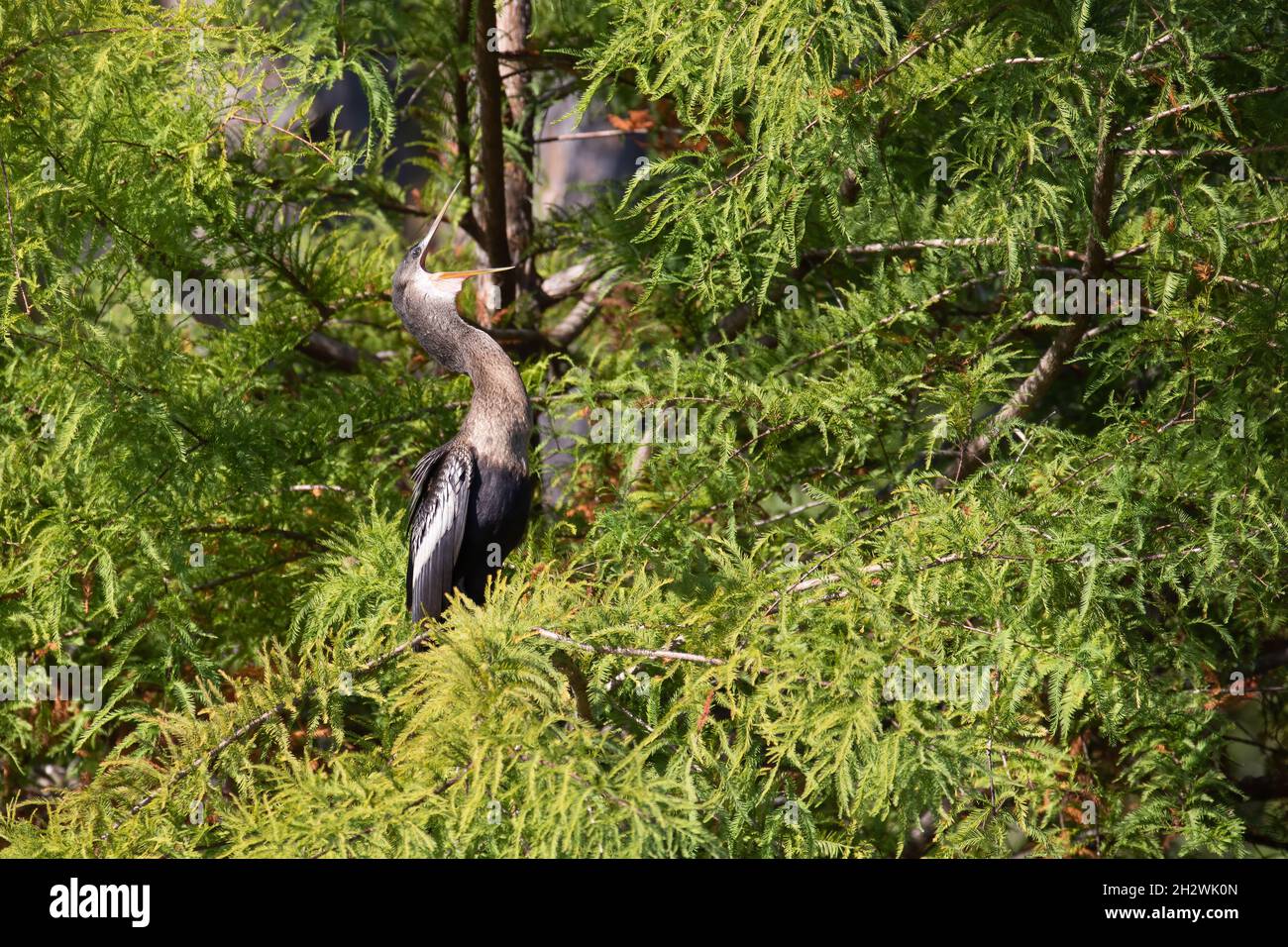 An anhinga perched in a tree with its mouth open. Stock Photo