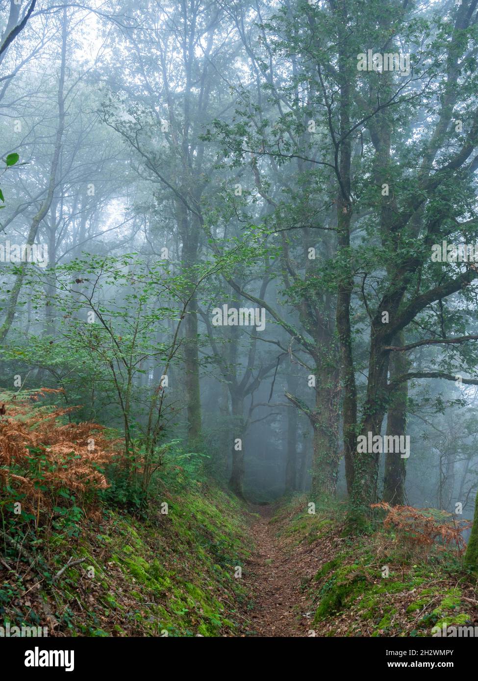 A beautiful shot of a foggy forest during the day Stock Photo - Alamy