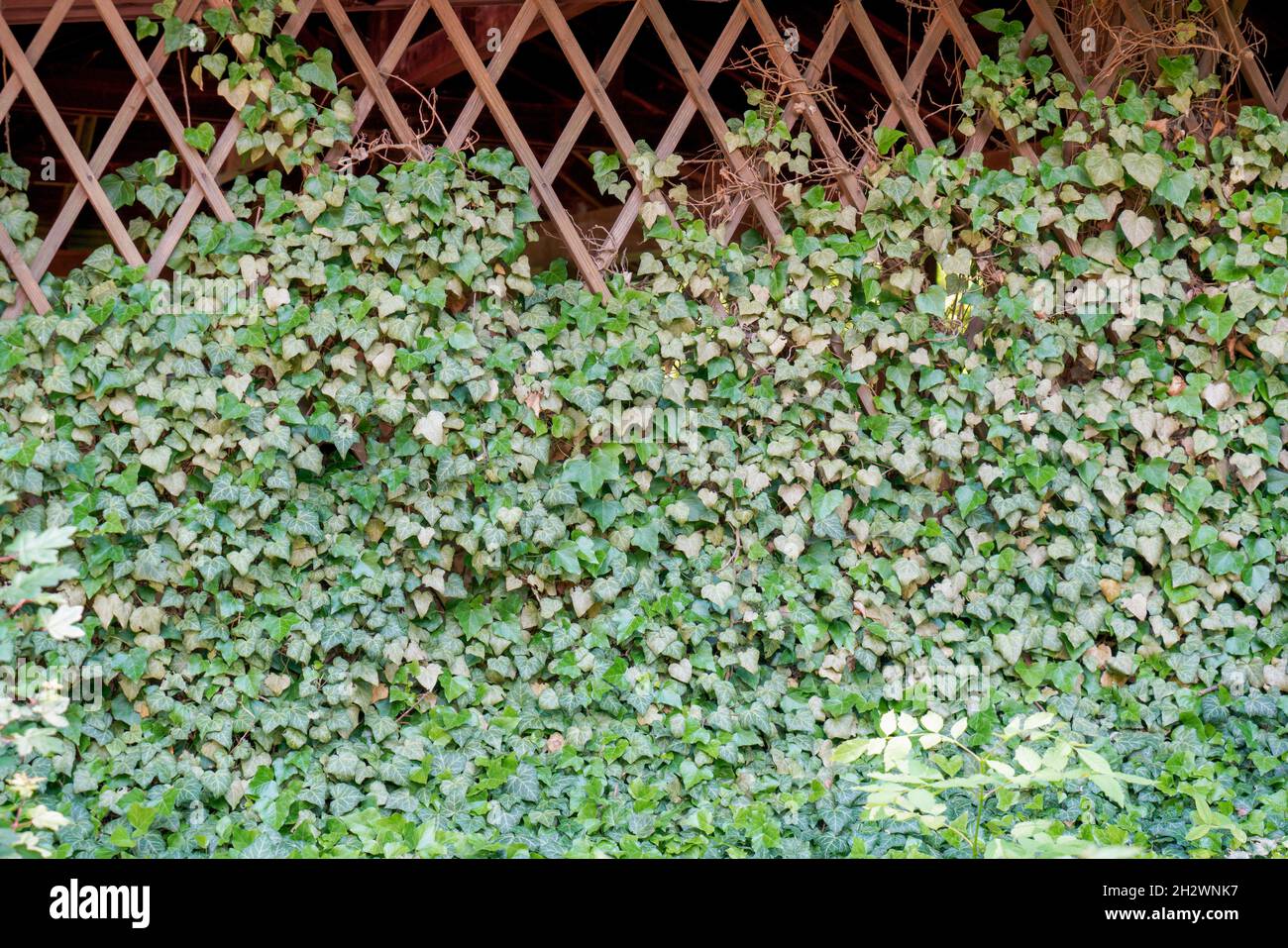 Ivy on wood fence hi-res stock photography and images - Alamy