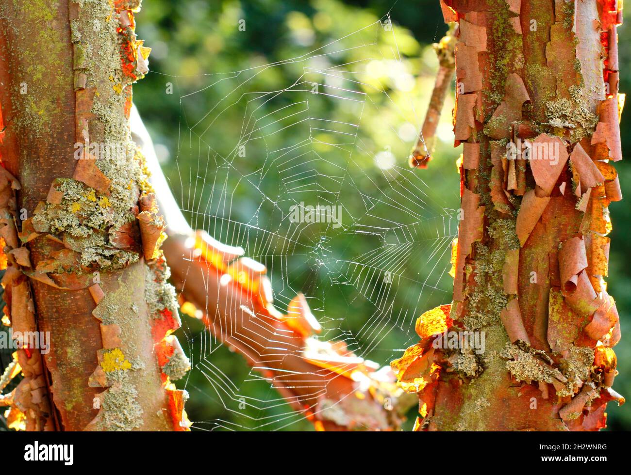 Sunlit spider web suspended between branches of Paperbark maple. Araneus diadematus web on Acer Griseum. UK Stock Photo