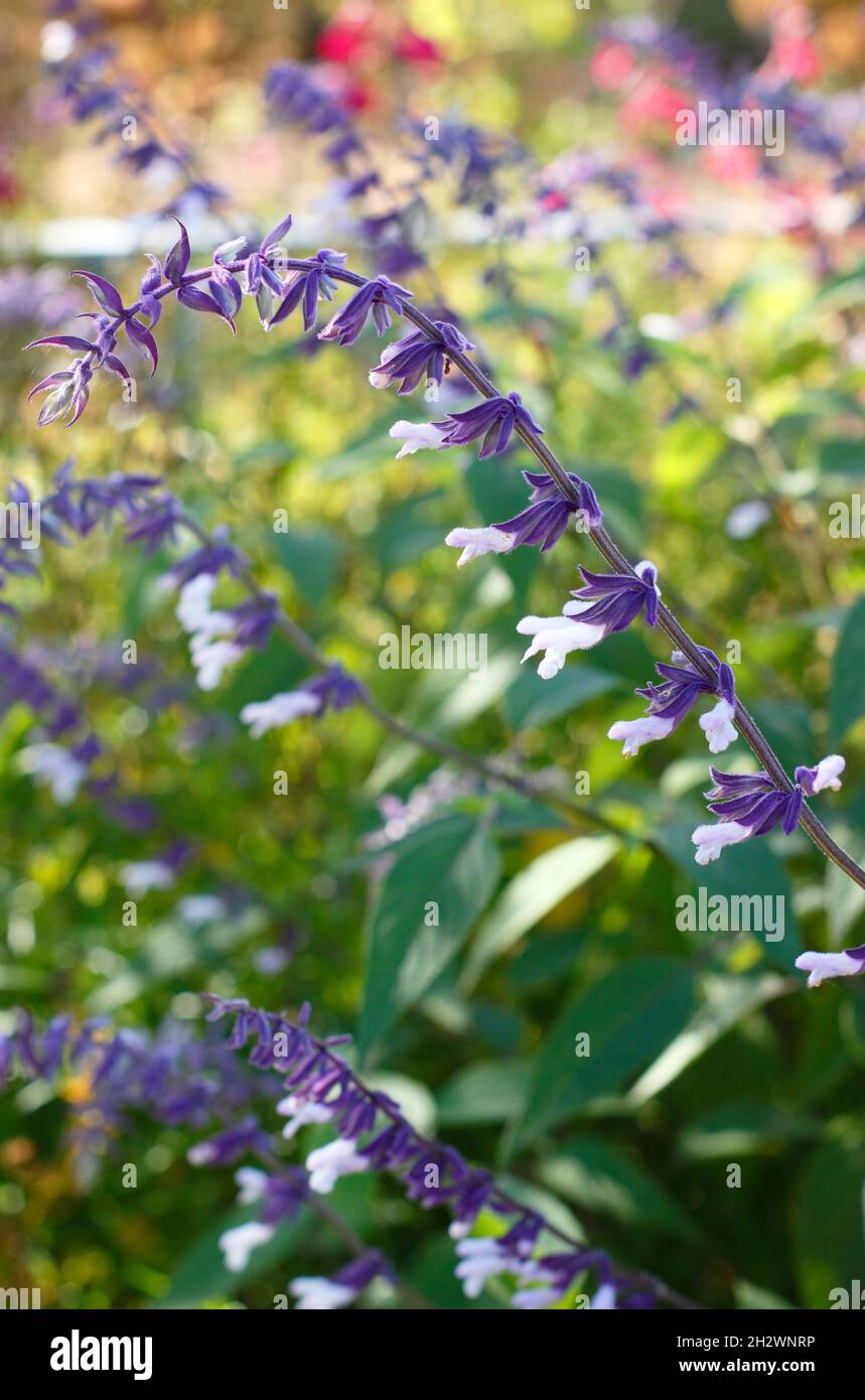 Salvia Waverly displaying spikes of tubular flowers with deep purple calyces on purple stems. Also called Salvia Mark's Mystery White. UK Stock Photo