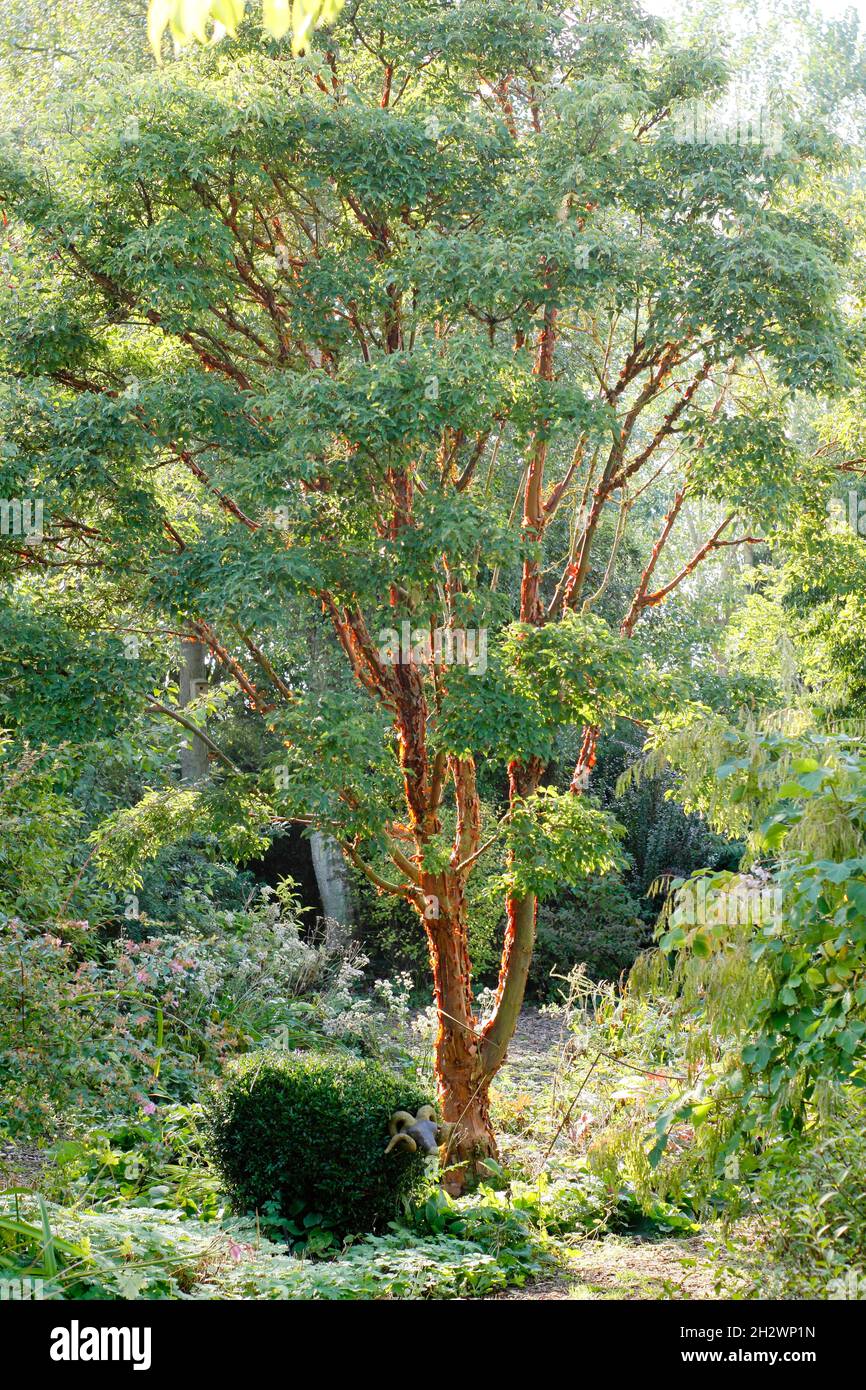 Acer griseum tree in an autumn garden - October UK Stock Photo