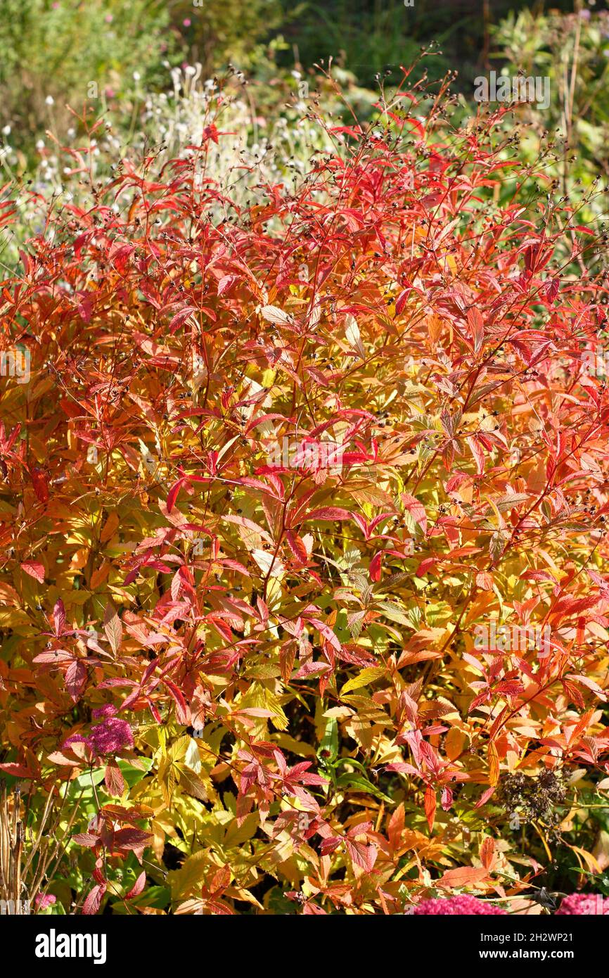 Gillenia trifoliata - Bowman's root displaying characteristic fiery red leaves in autumn .UK Stock Photo