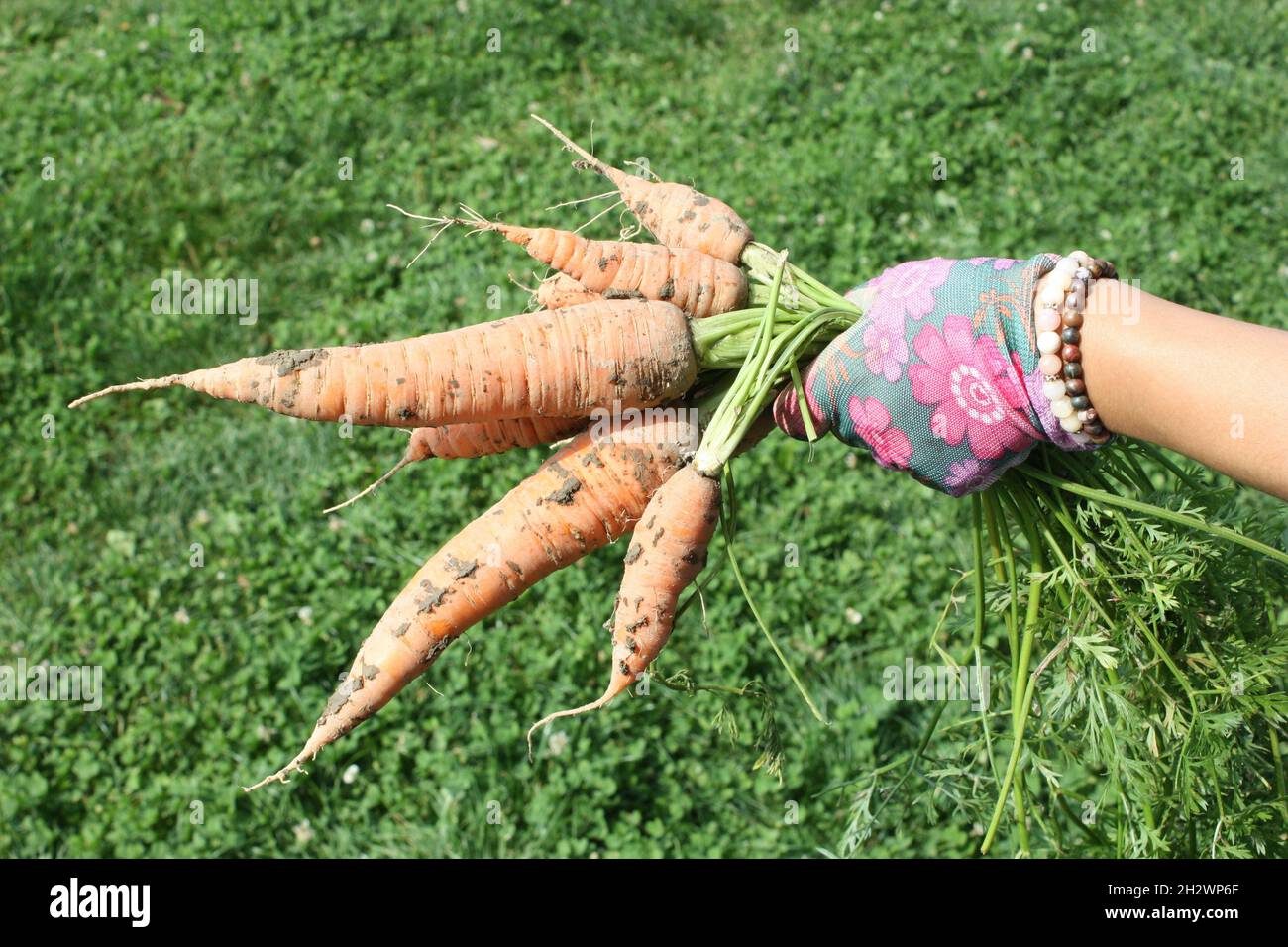 A closeup shot of a bunch of freshly picked carrots in hand Stock Photo