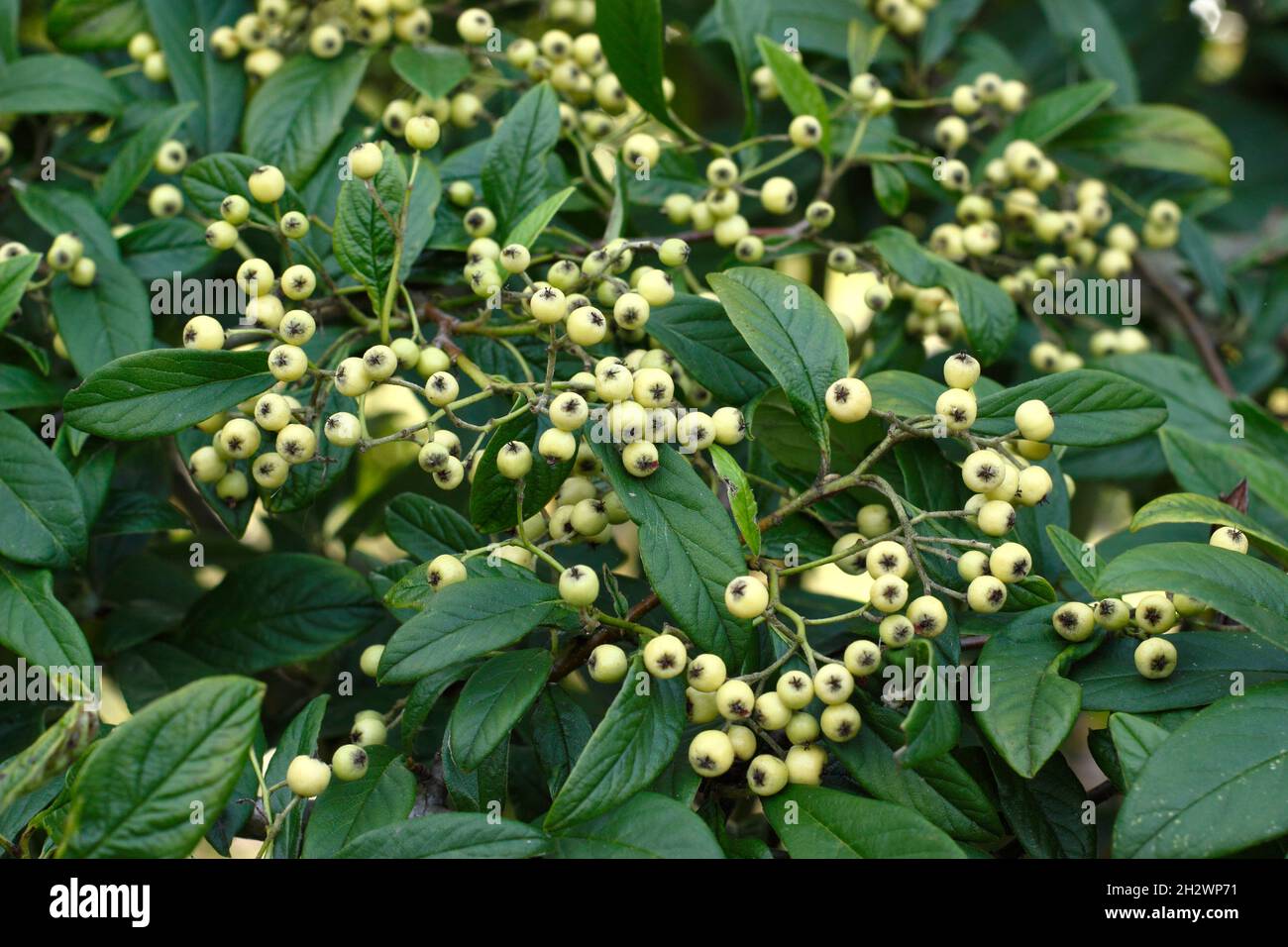 Cotoneaster Rothschildianus. Cotoneaster Tree displaying clusters of creamy yelllow berries in autumn. UK Stock Photo