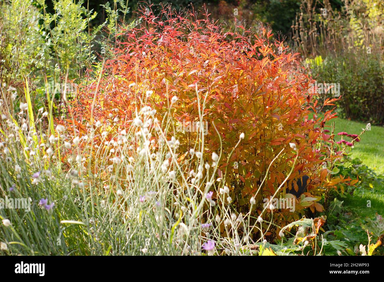 Catananche caerulea seedheads (front) and fiery red autumn leaves of   Gillenia trifoliata (Bowman's root). UK Stock Photo
