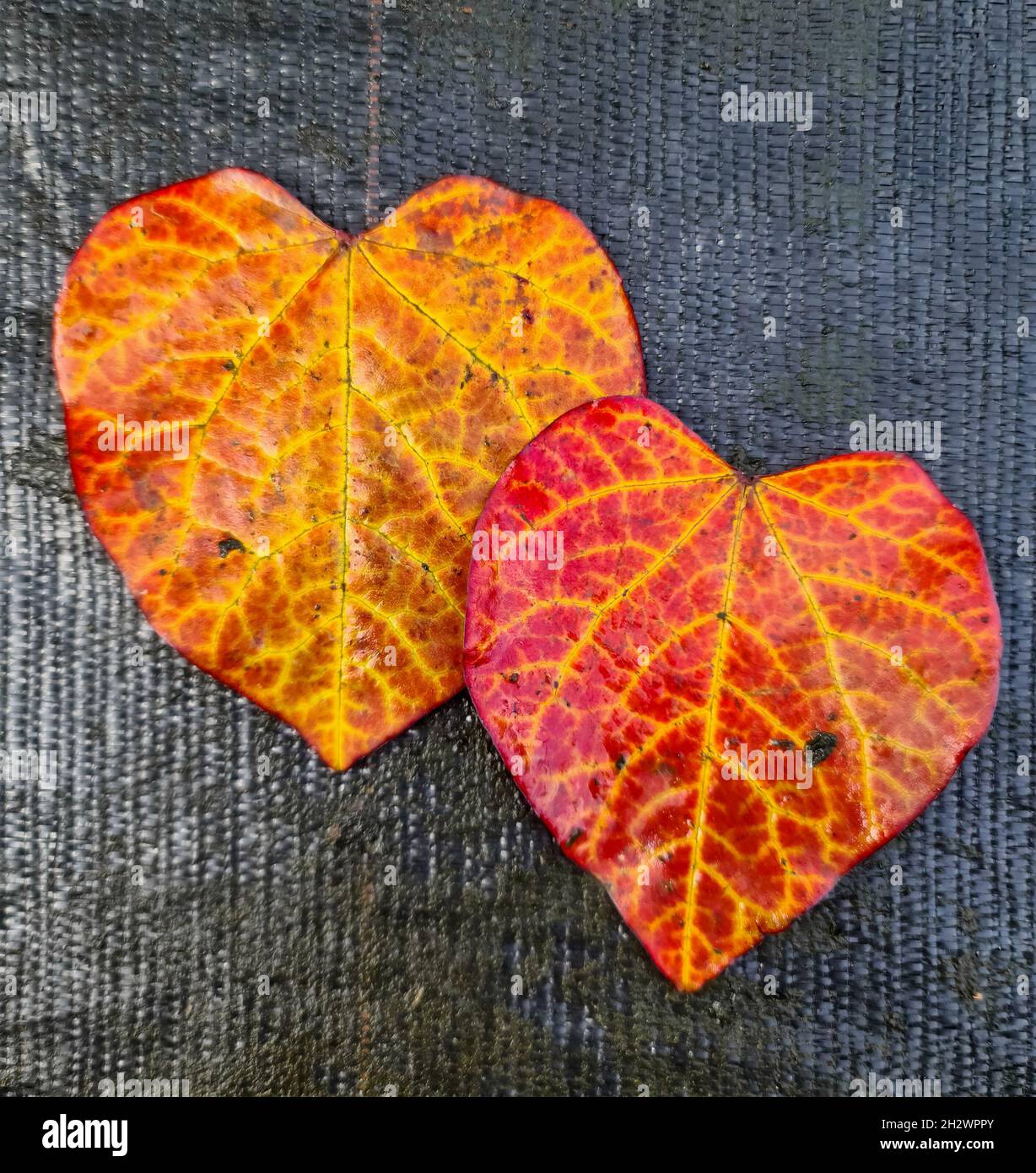 Selective focus of an autumn leaf in heart shape - romantic background ...