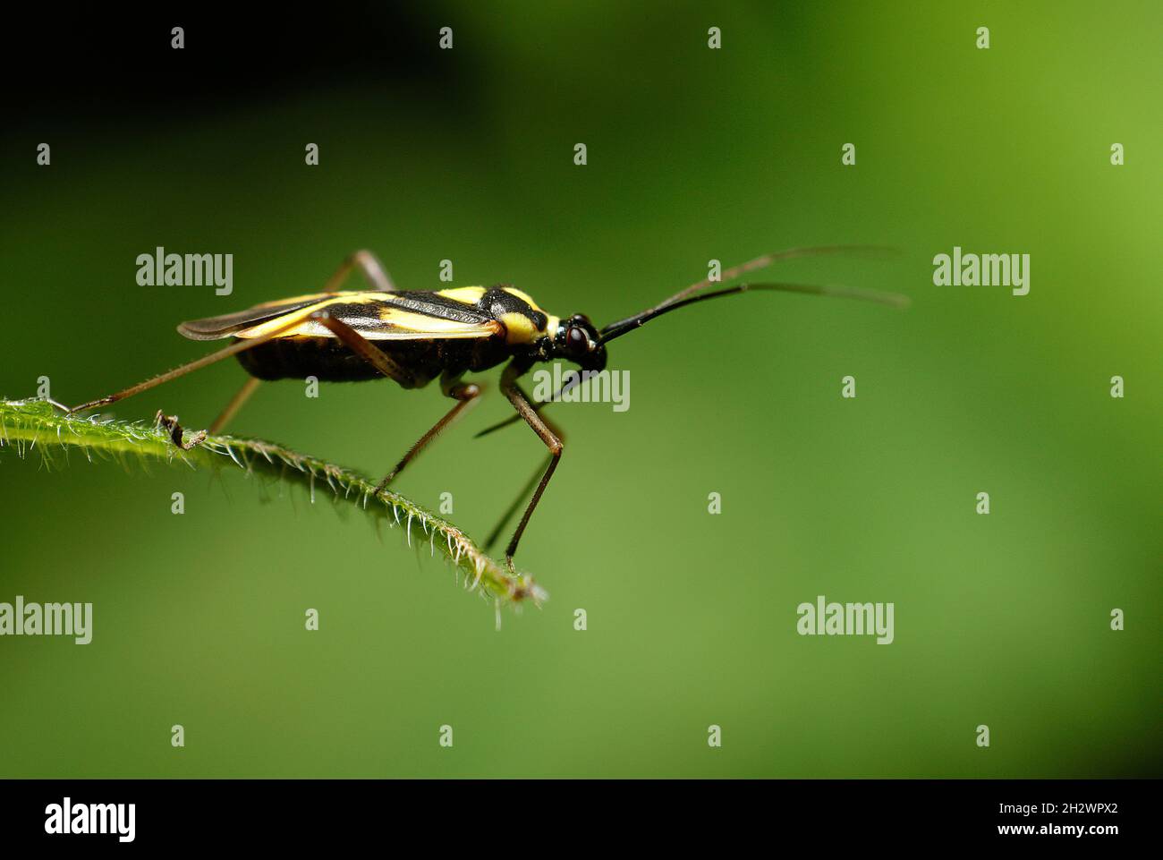 Plant Bugs (Grypocoris stysi Stock Photo Alamy