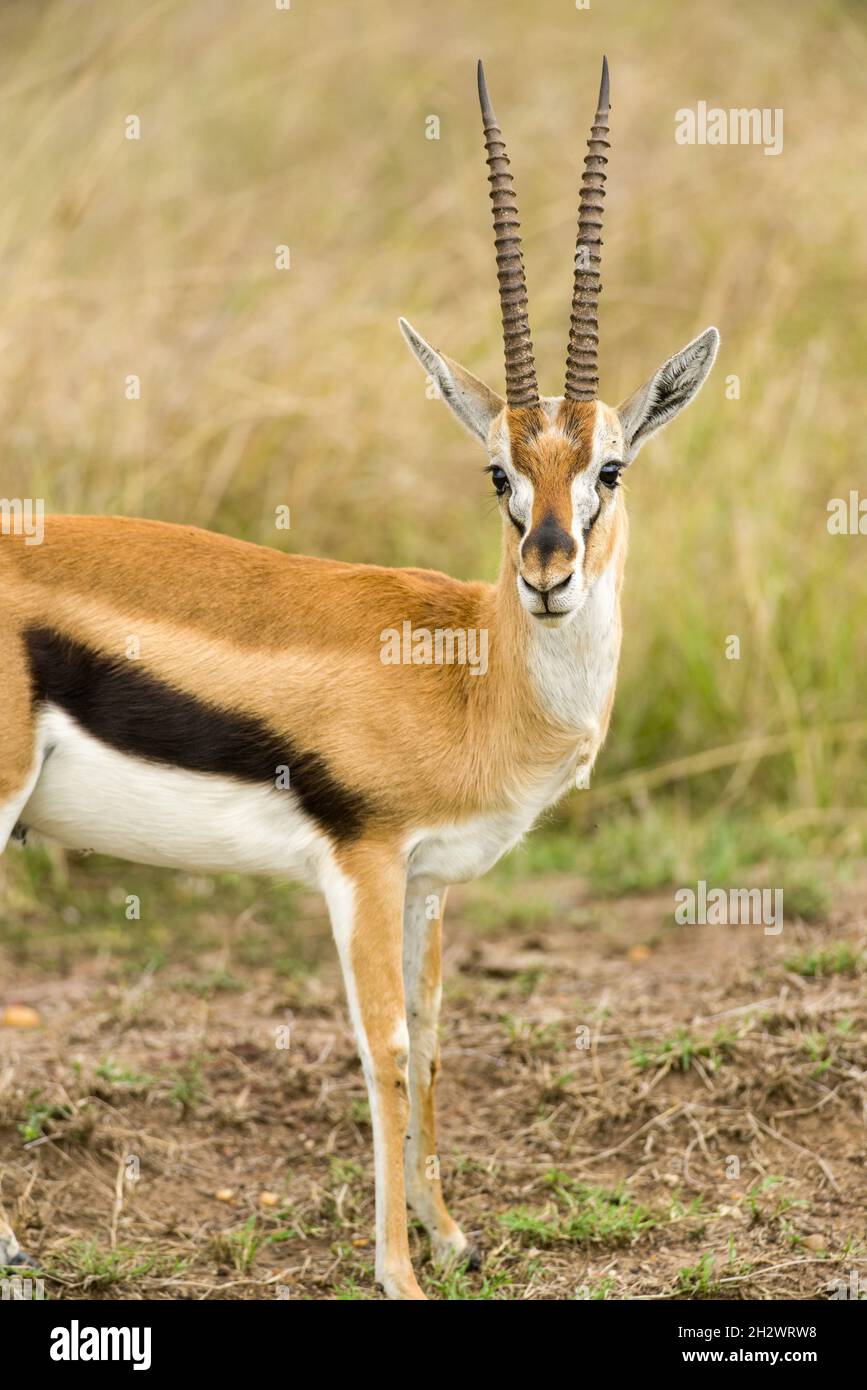 Male Thomson's gazelle (Eudorcas thomsonii) standing in short grass, Masai Mara, Kenya Stock Photo